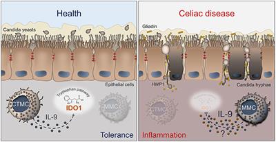 To Be or Not to Be a Pathogen: Candida albicans and Celiac Disease